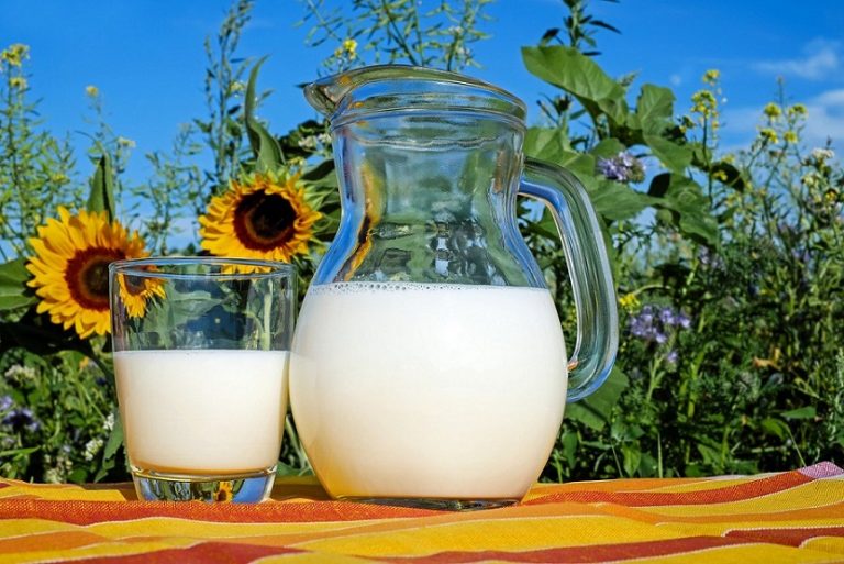 Pakan untuk Meningkatkan Produksi dan Kualitas Susu Sapi - KAMPUSTERNAK.COM