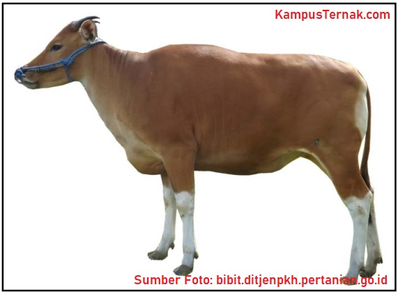 bibit sapi bali betina