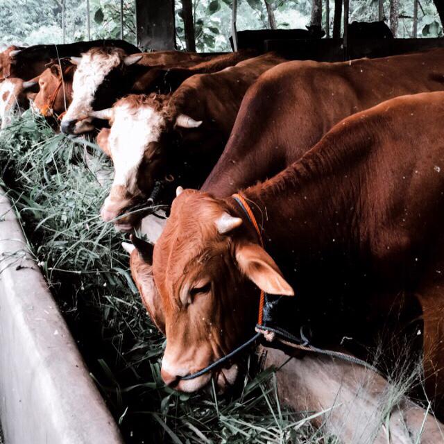 Cara Budidaya Sapi Potong untuk Menghasilkan Kualitas Daging Terbaik