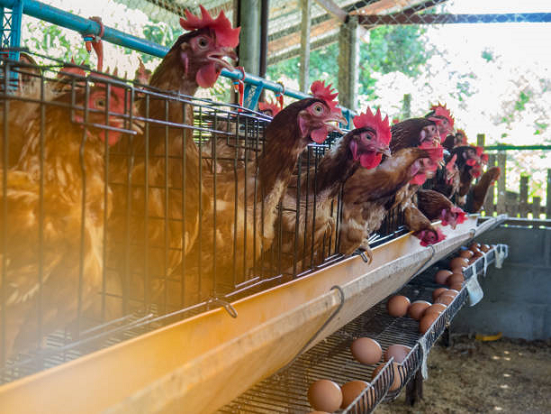 Cara Budidaya Ternak Ayam Petelur